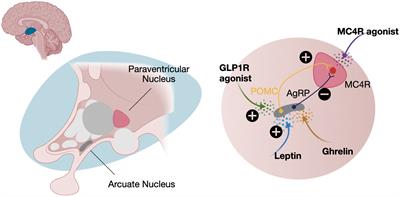 Exploring the therapeutic potential of precision medicine in rare genetic obesity disorders: a scientific perspective